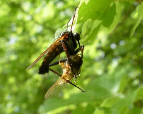 Empis tessellata