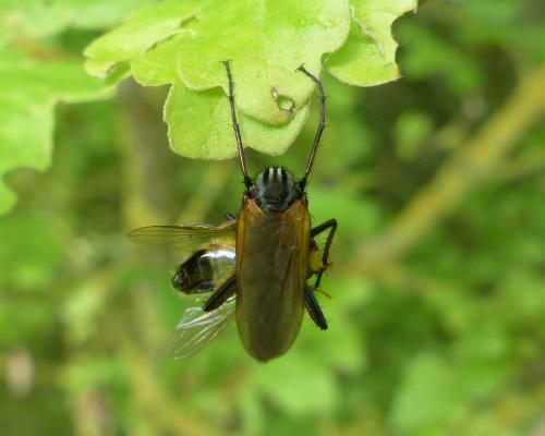 Empis tessellata