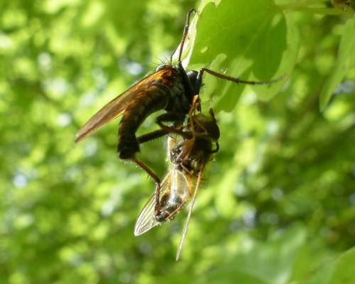 Empis tessellata