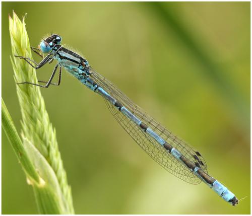 Enallagma cyathigerum
