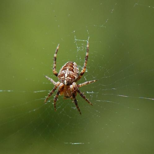 Araneus diadematus