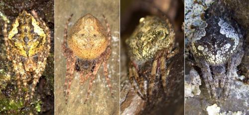 Réf. 140 332 : Socca pustulosa