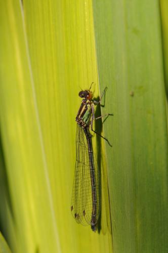 Réf. 140 385 : Erythromma najas