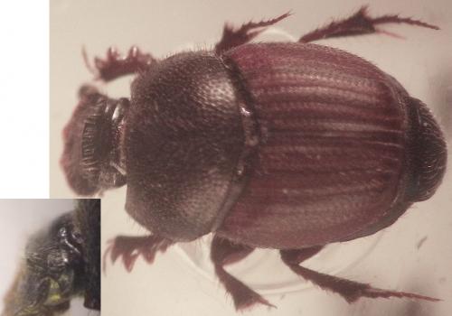 Réf. 140 161 : Onthophagus sp.