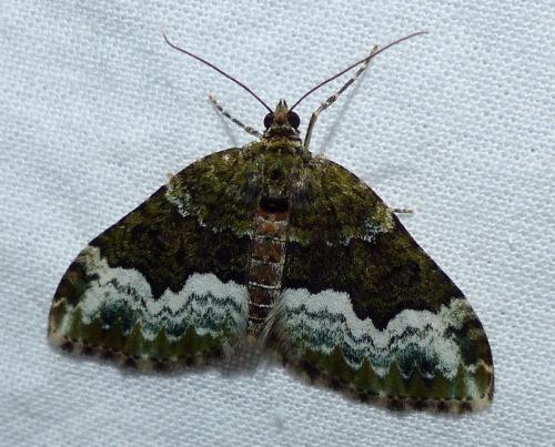 Réf. 140 677 : Euphyia biangulata