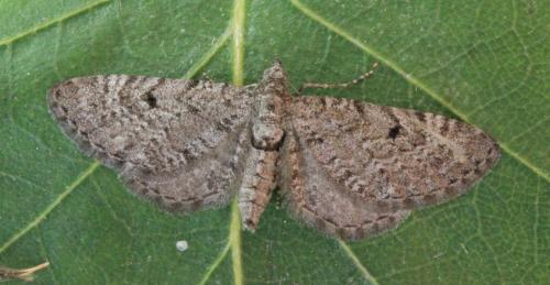 Réf. 140 230 : Eupithecia intricata