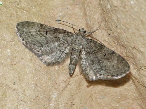 Eupithecia egenaria