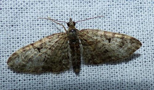 Réf. 140 625 : Eupithecia abbreviata