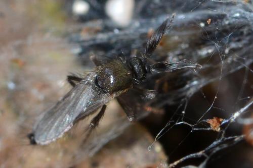 Forcipomyia sp.