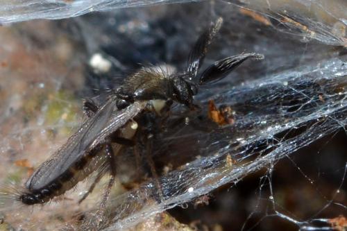 Réf. 140 140 : Forcipomyia sp.
