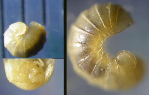 Geoglomeris subterranea