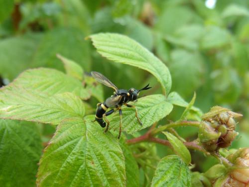 Réf. 140 045 : Conops ceriaeformis