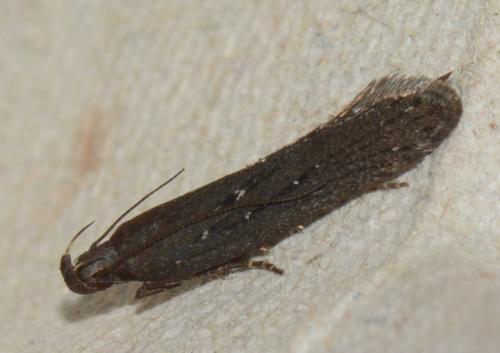 Réf. 140 593 : Neofaculta sp.