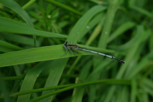Platycnemis pennipes