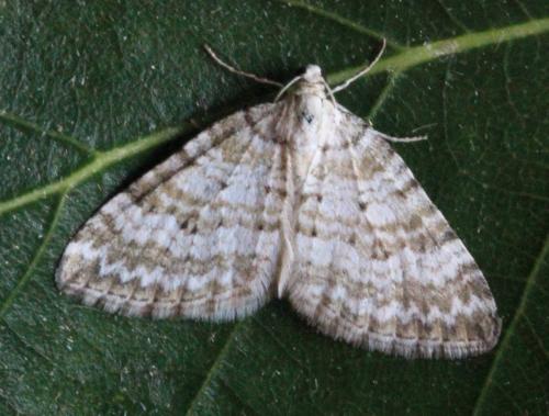 Perizoma albulata