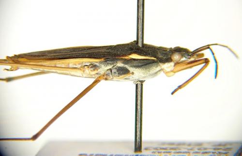 Réf. 140 751 : Gerris gibbifer