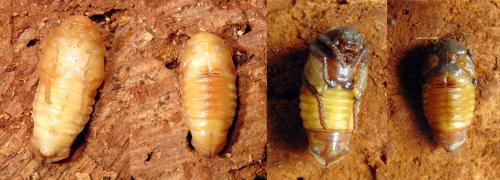Réf. 140 419 : Gnorimus variabilis