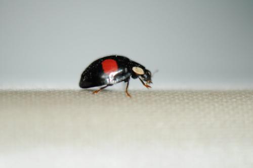 Harmonia axyridis