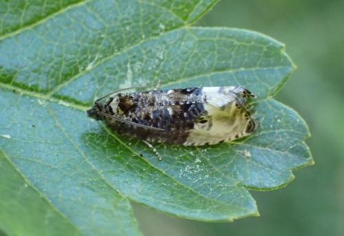 Hedya nubiferana
