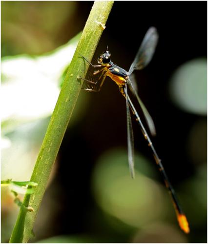 Heteragrion ovatum