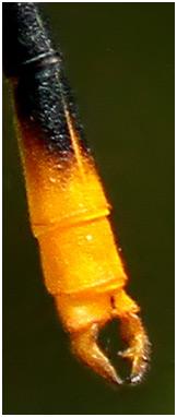 Heteragrion ovatum