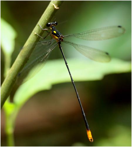 Heteragrion ovatum