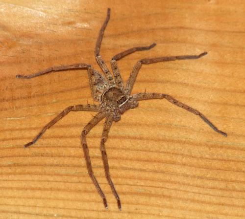 Réf. 140 327 : Heteropoda venatoria