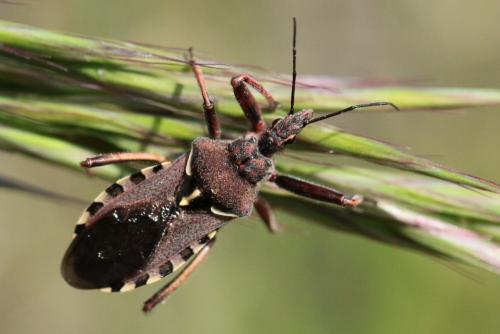 Réf. 140 217 : Rhynocoris erythropus