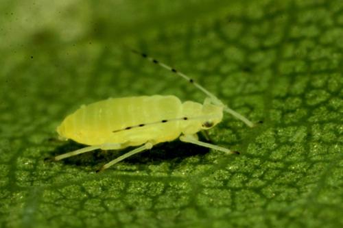 Réf. 140 812 : Tuberculatus annulatus