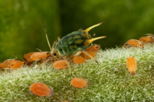 Aphis farinosa