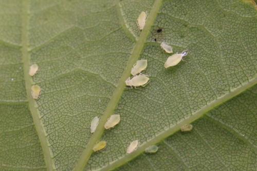 Réf. 140 813 : Tuberculatus annulatus