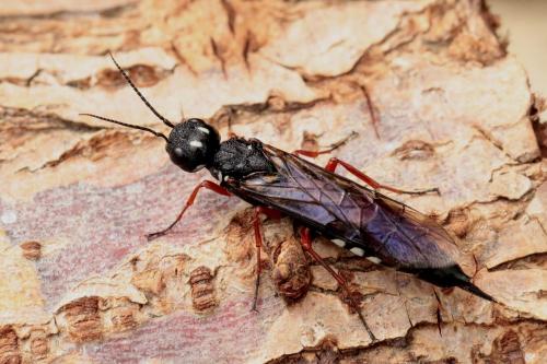Xiphydria camelus