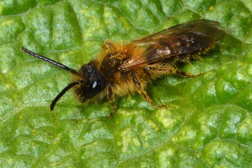 Andrena lagopus