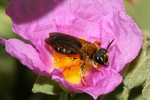Réf. 140 270 : Andrena limbata