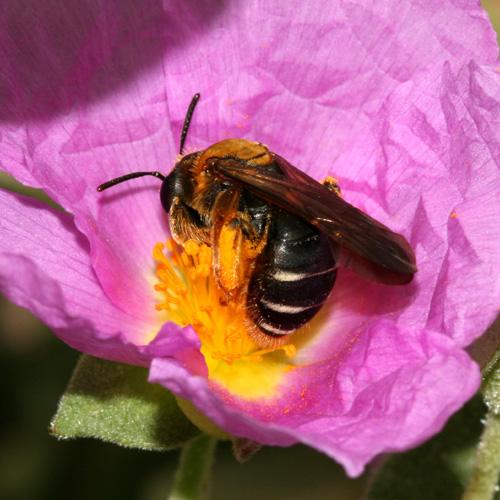 Réf. 140 271 : Andrena limbata