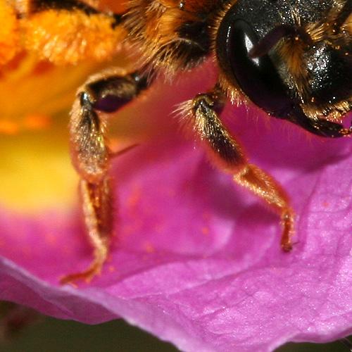 Réf. 140 272 : Andrena limbata