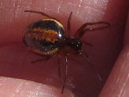 Hypsosinga heri