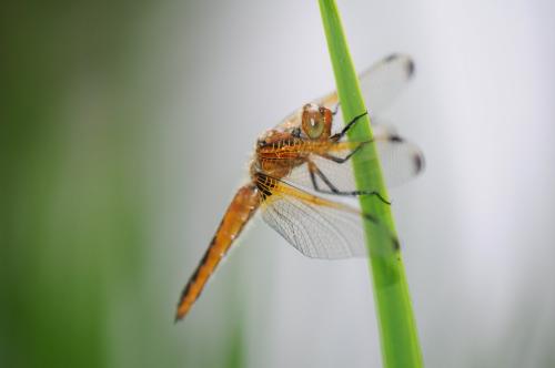 Libellula fulva
