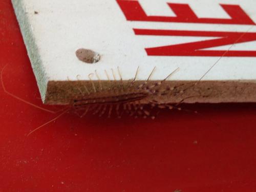 Scutigera coleoptrata