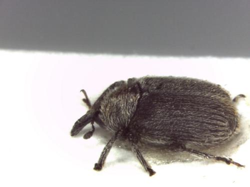 Rhinusa sp.