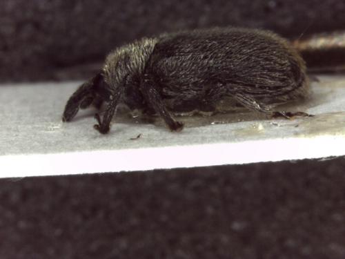 Rhinusa sp.