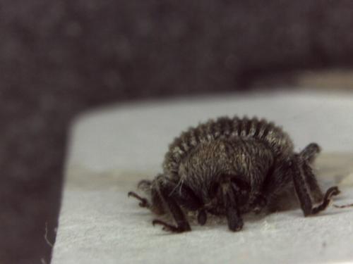 Rhinusa sp.