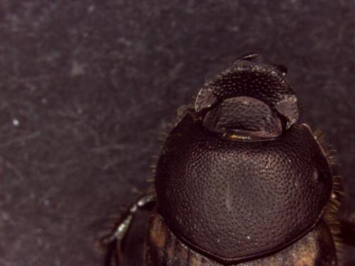 Réf. 140 970 : Onthophagus similis
