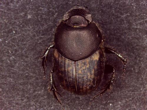 Réf. 140 969 : Onthophagus similis