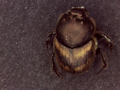 Onthophagus lemur