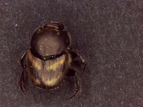 Réf. 140 996 : Onthophagus lemur