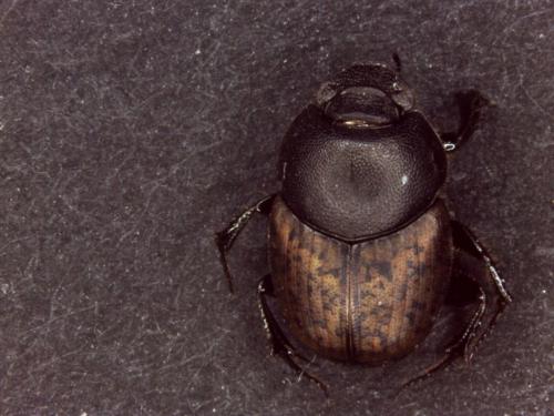 Onthophagus opacicollis