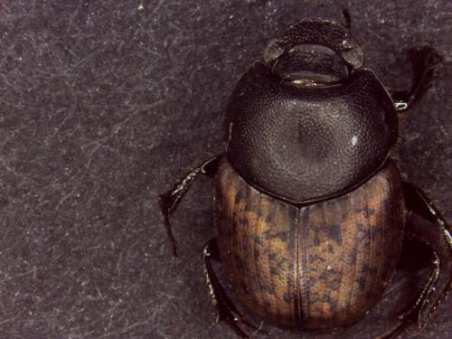 Onthophagus opacicollis