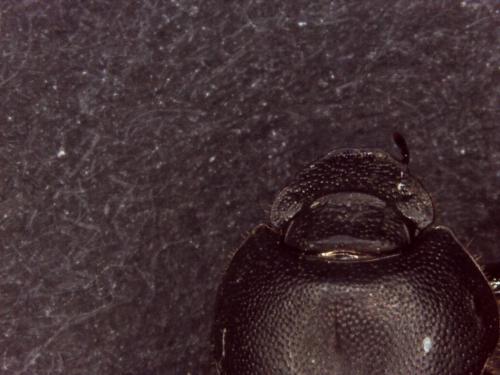 Onthophagus opacicollis