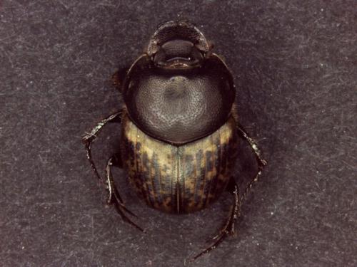 Onthophagus medius